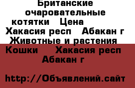 Британские очаровательные котятки › Цена ­ 3 000 - Хакасия респ., Абакан г. Животные и растения » Кошки   . Хакасия респ.,Абакан г.